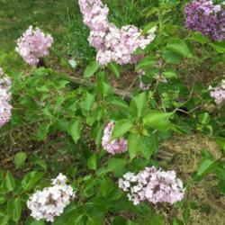 Location: Southern Maine
Date: 2020-06-02
A floriferous sucker gave me a whole new lilac. 🙂
