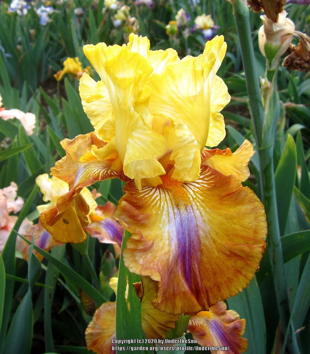 Photo of Tall Bearded Iris (Iris 'Mayan Mysteries') uploaded by UndertheSun