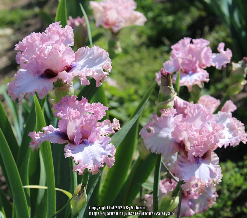 Photo of Tall Bearded Iris (Iris 'Don't Stop Believing') uploaded by Valery33
