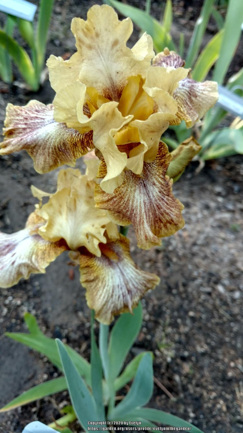 Photo of Tall Bearded Iris (Iris 'Sketch Me') uploaded by evelyninthegarden