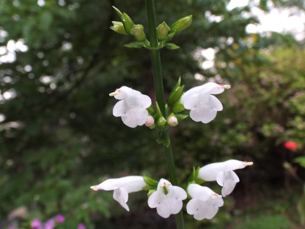 Photo of Salvia (Salvia subrotunda 'Caitymary') uploaded by poisondartfrog