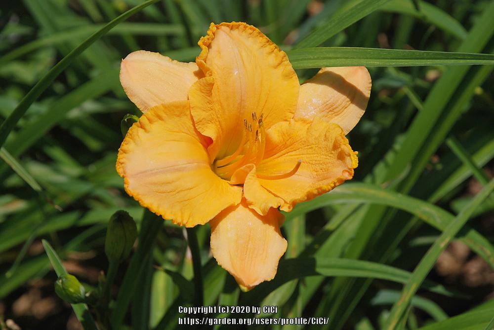 Photo of Daylily (Hemerocallis 'Pure and Simple') uploaded by CiCi