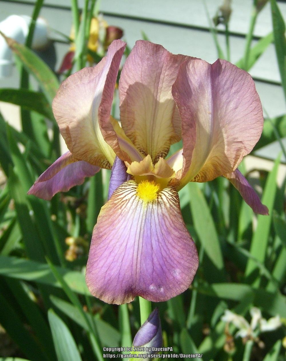 Photo of Tall Bearded Iris (Iris 'Acacia Rose') uploaded by DaveinPA