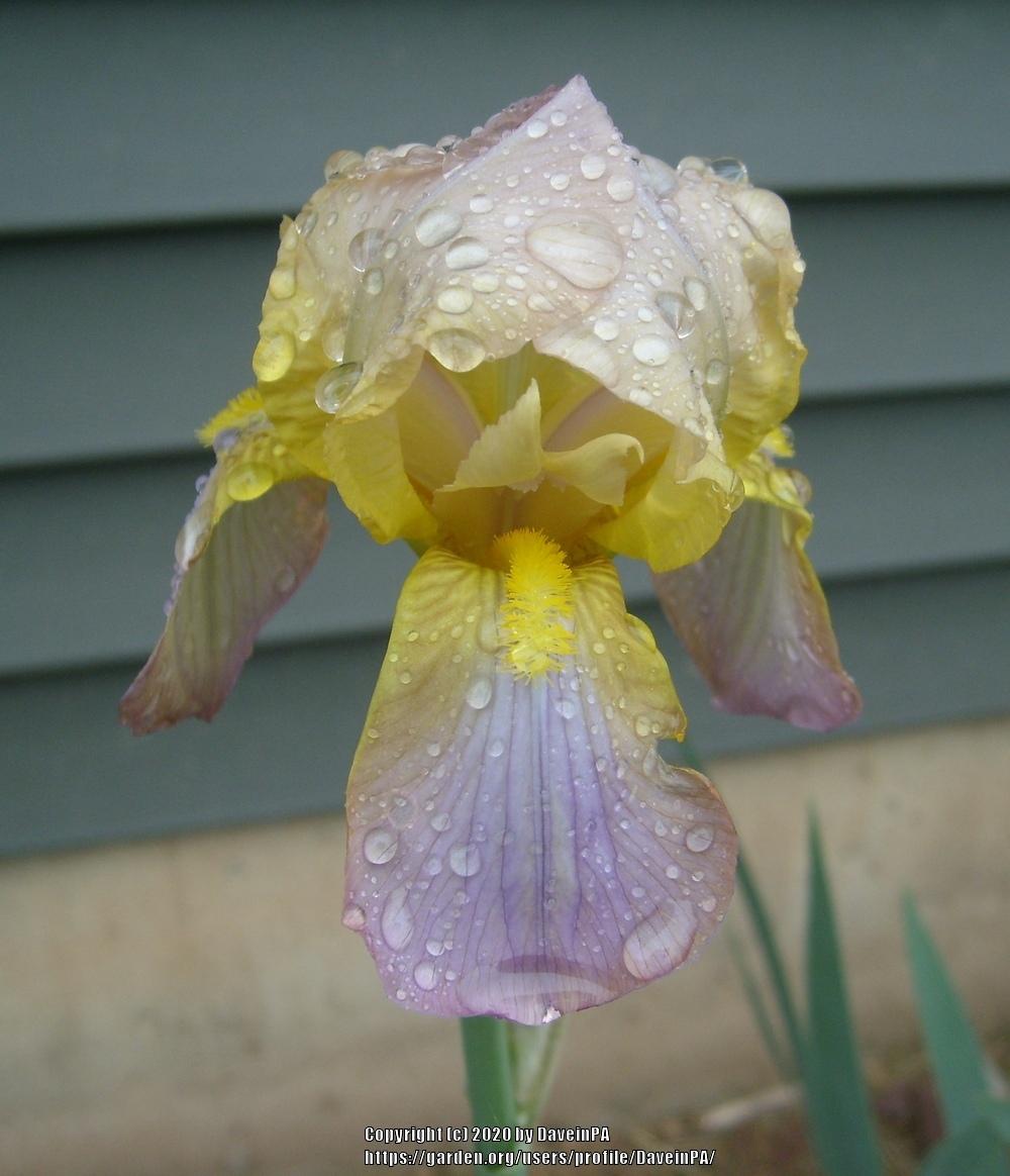 Photo of Tall Bearded Iris (Iris 'Allure') uploaded by DaveinPA