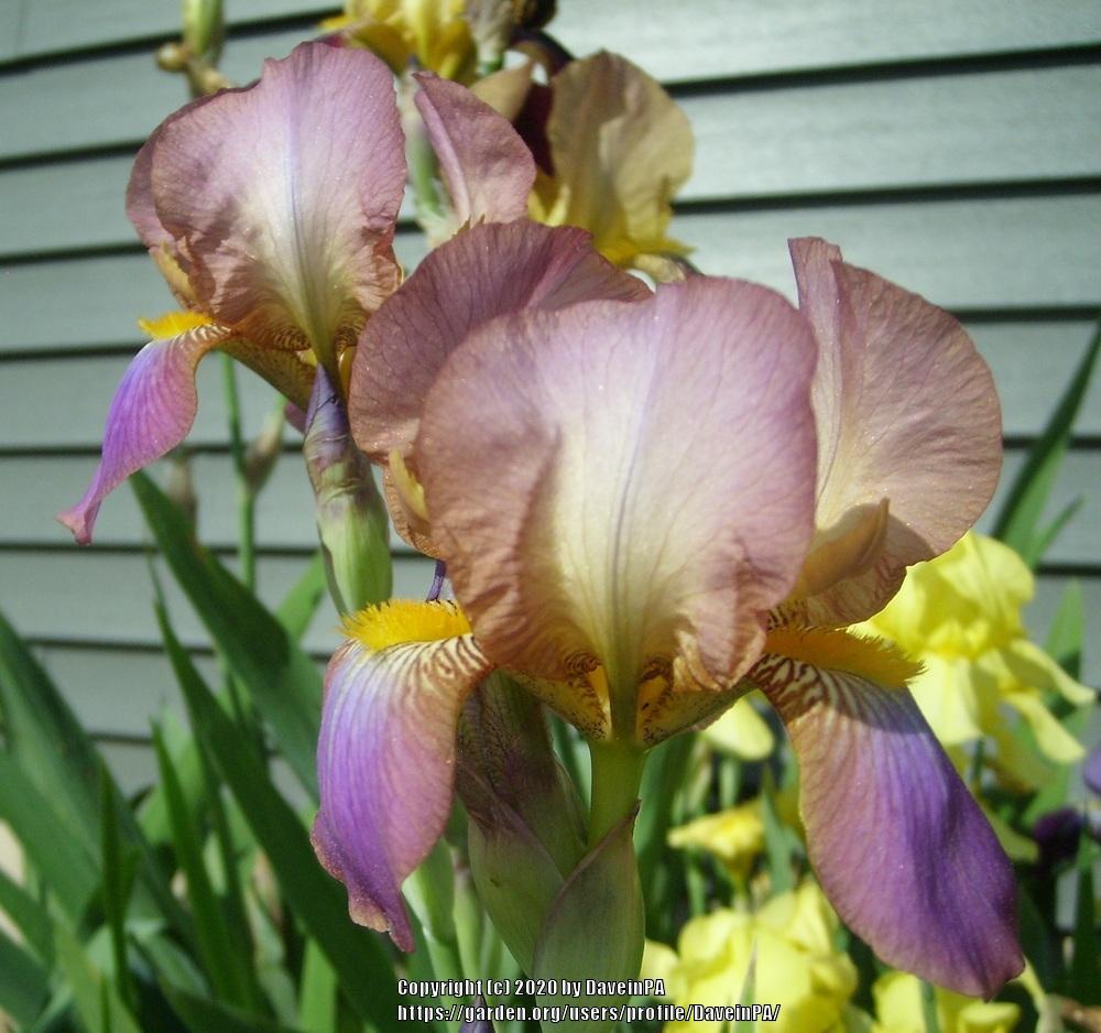 Photo of Tall Bearded Iris (Iris 'Acacia Rose') uploaded by DaveinPA
