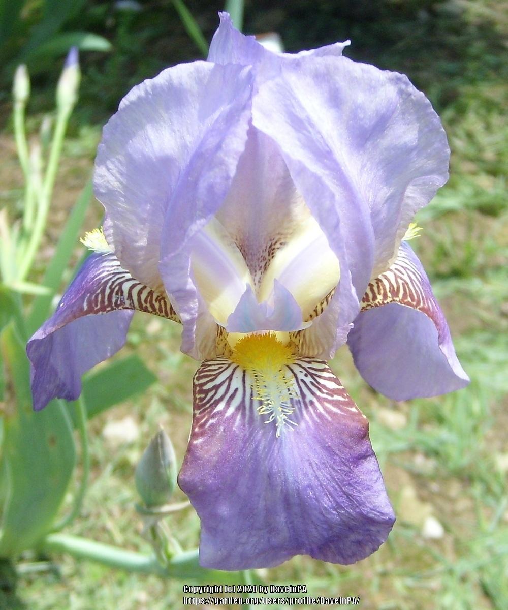 Photo of Tall Bearded Iris (Iris 'Montserrat') uploaded by DaveinPA