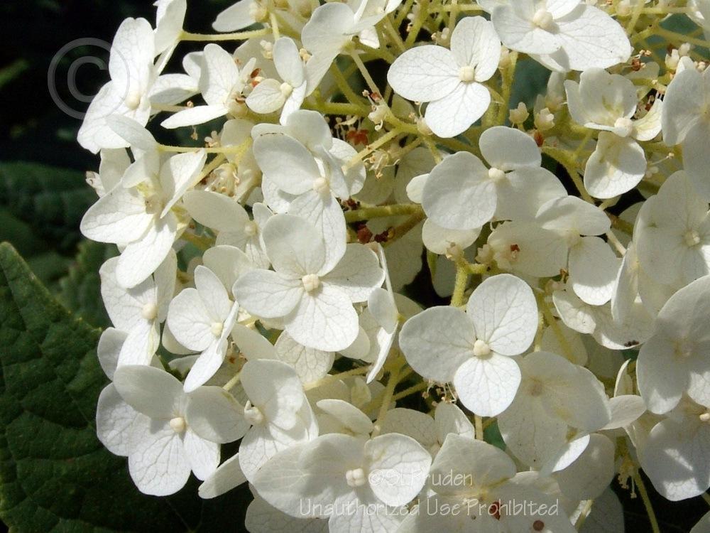 Photo of Smooth Hydrangea (Hydrangea arborescens 'Annabelle') uploaded by DaylilySLP
