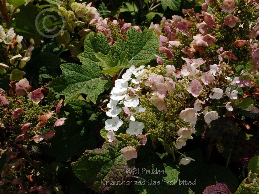 Photo of Oakleaf Hydrangea (Hydrangea quercifolia 'Alice') uploaded by DaylilySLP