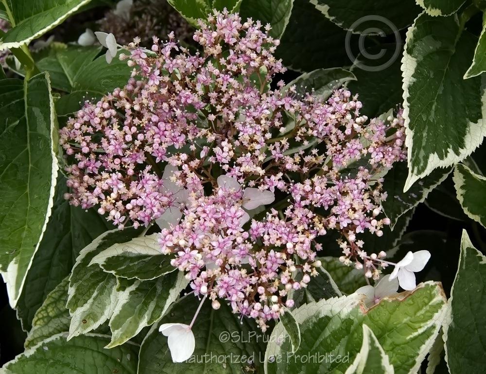 Photo of Hydrangea (Hydrangea macrophylla Light-O-Day®) uploaded by DaylilySLP