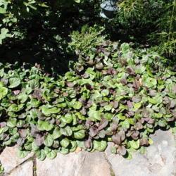 Location: West Chester, Pennsylvania
Date: 2011-08-22
front groundcover