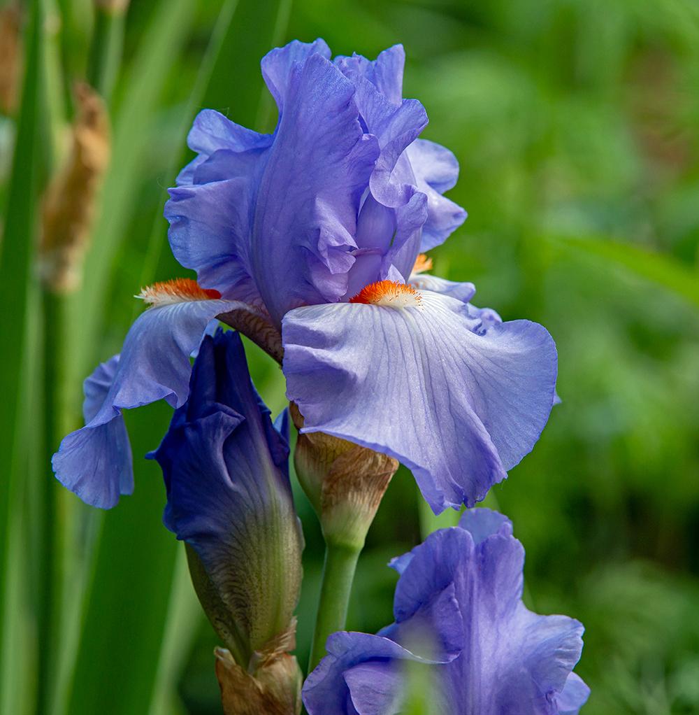 Photo of Tall Bearded Iris (Iris 'Skyblaze') uploaded by dirtdorphins