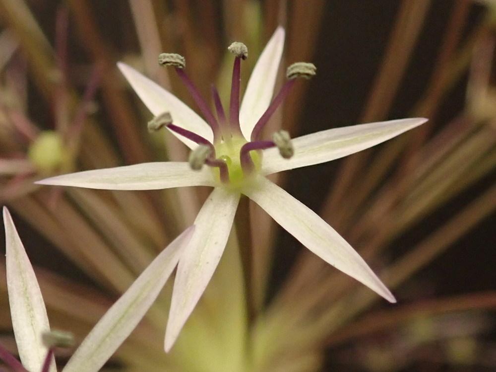 Photo of Stars of Persia (Allium cristophii) uploaded by gardengus
