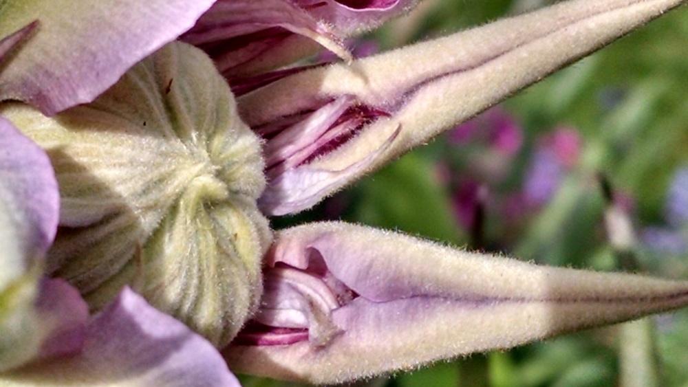Photo of Clematis Josephine™ uploaded by joannakat