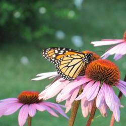 Location: charlottetown, pei, canada
Date: 2018-08-13
Coneflowers and Monarch.
