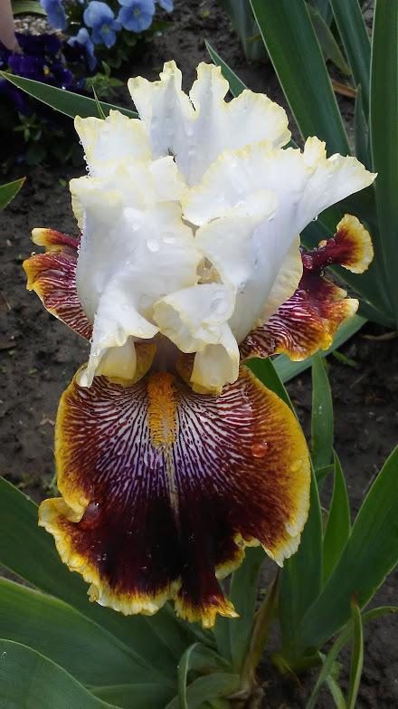 Photo of Tall Bearded Iris (Iris 'Carousel of Dreams') uploaded by scary1785