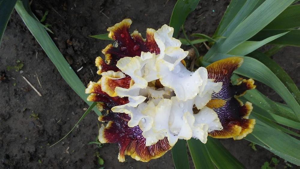 Photo of Tall Bearded Iris (Iris 'Carousel of Dreams') uploaded by scary1785