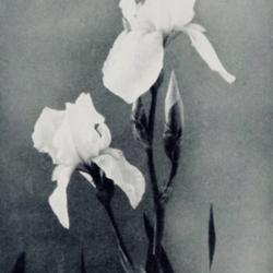 
Date: c. 1937
photo from the 1937 catalog, Maple Valley Iris Gardens, Mapleton,