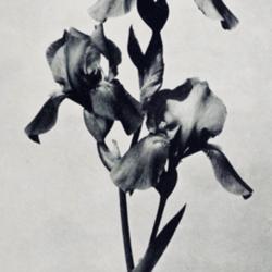 
Date: c. 1937
photo from the 1937 catalog, Maple Valley Iris Gardens, Mapleton,