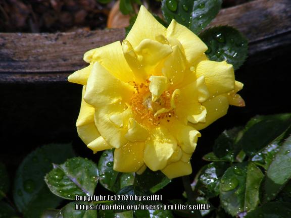 Photo of Rose (Rosa 'Lowell Thomas') uploaded by seilMI