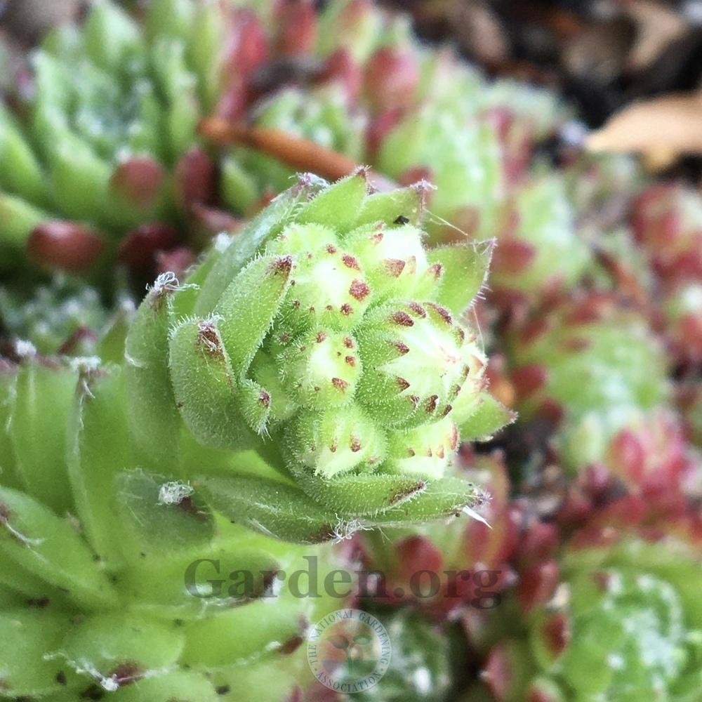 Photo of Hen and Chicks (Sempervivum 'Pixie') uploaded by BlueOddish