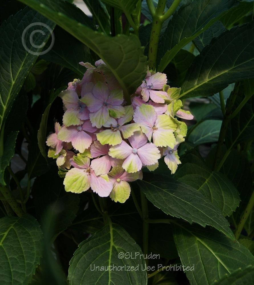 Photo of Hydrangea (Hydrangea macrophylla Forever & Ever® Fantasia  ) uploaded by DaylilySLP