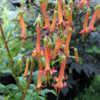 Little dangling orange flowers and leaves are similar to a fuchsi