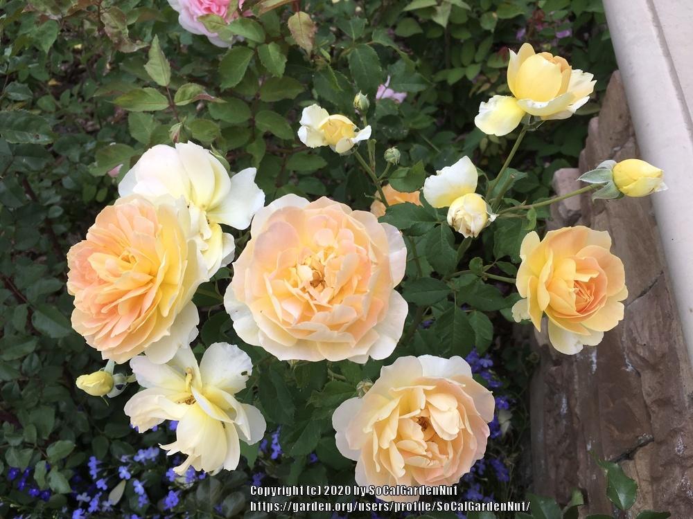 Photo of Rose (Rosa 'Molineux') uploaded by SoCalGardenNut