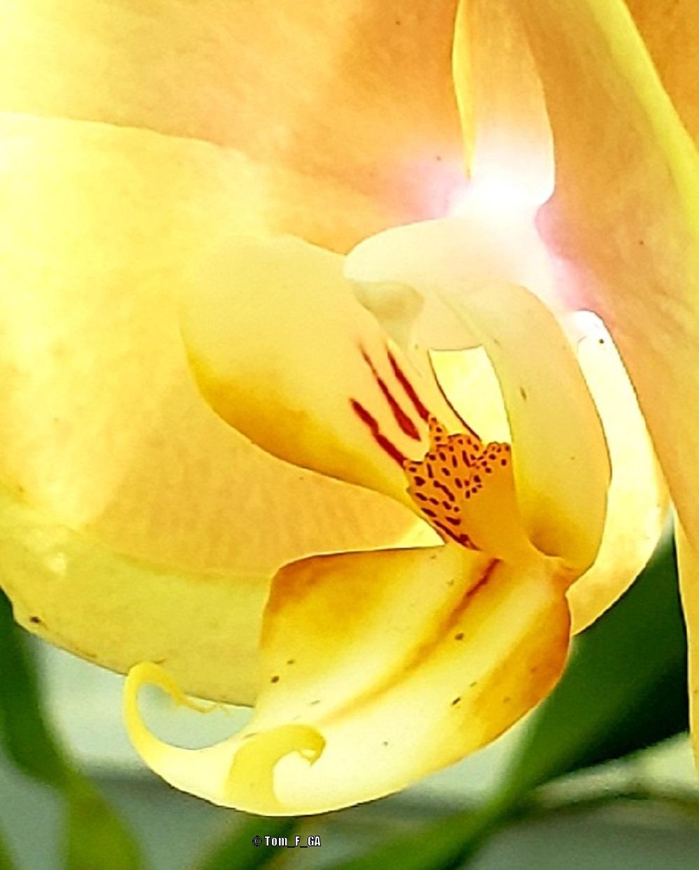 Photo of Moth Orchid (Phalaenopsis) uploaded by Tom_F_GA