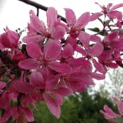 Royal Beauty weeping crab tree blooms