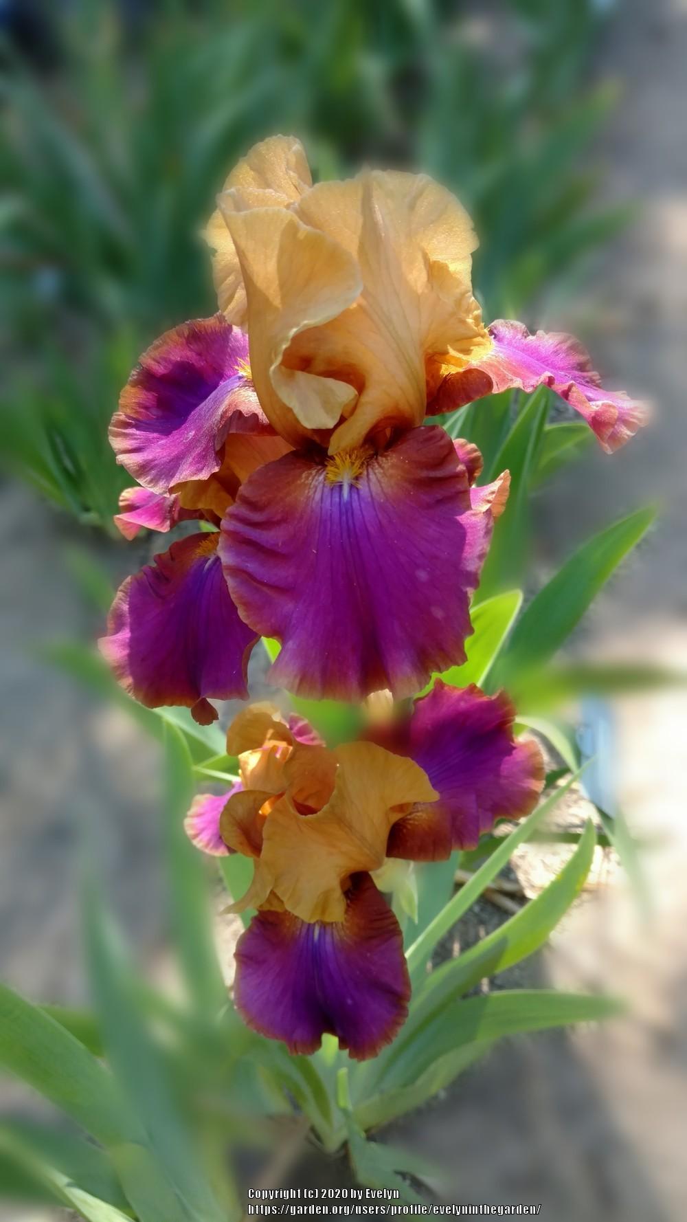 Photo of Tall Bearded Iris (Iris 'Syncopation') uploaded by evelyninthegarden