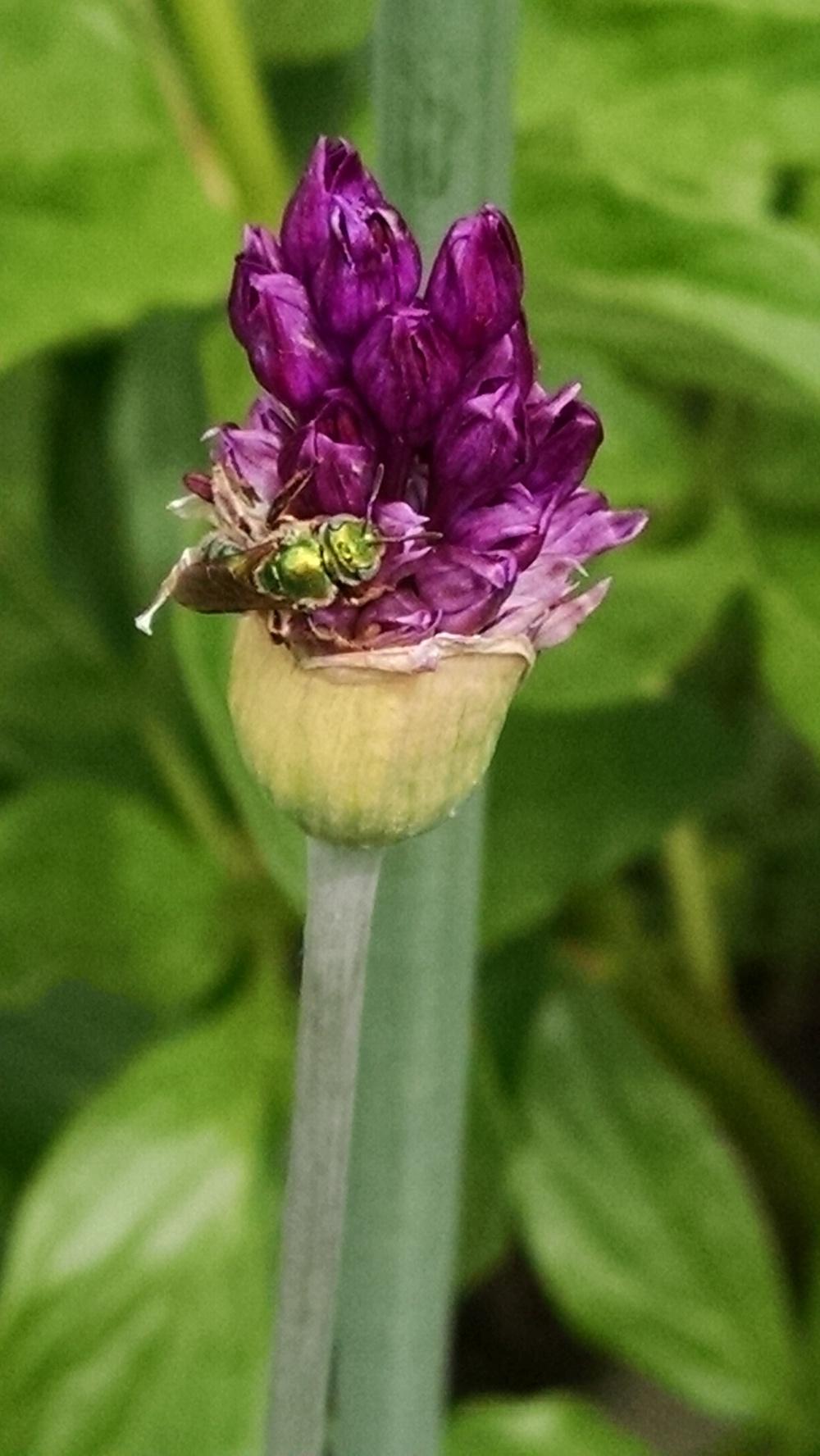 Photo of Flowering Onion (Allium 'Purple Sensation') uploaded by joannakat