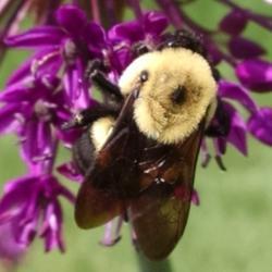 Location: Athol, MA
Date: 2020-06-02
#pollination #bee