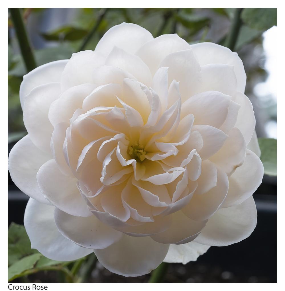 Photo of Rose (Rosa 'Crocus Rose') uploaded by kohala