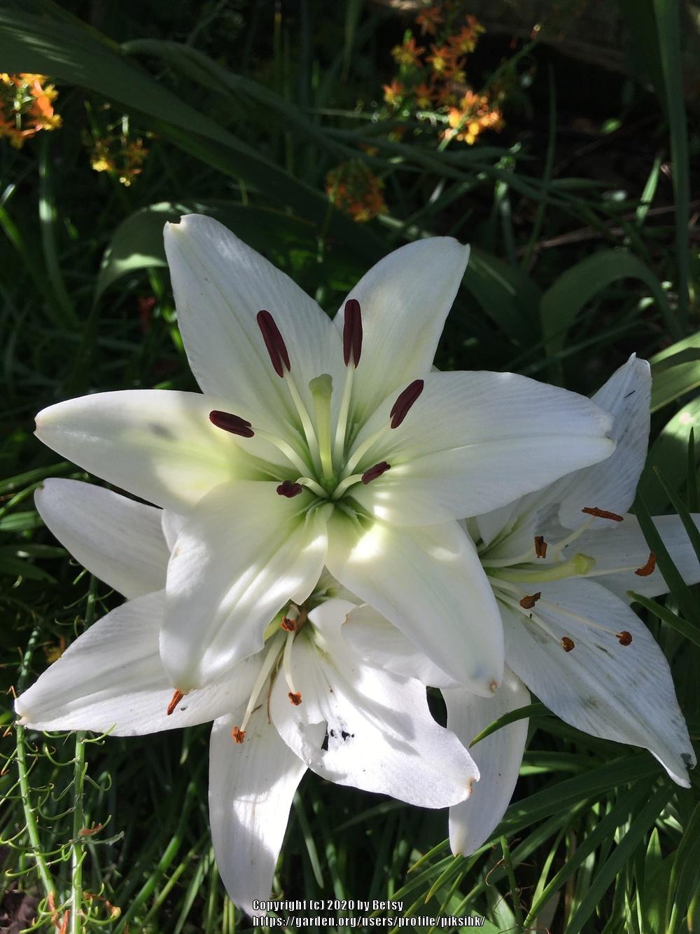 Photo of Lily (Lilium 'Navona') uploaded by piksihk