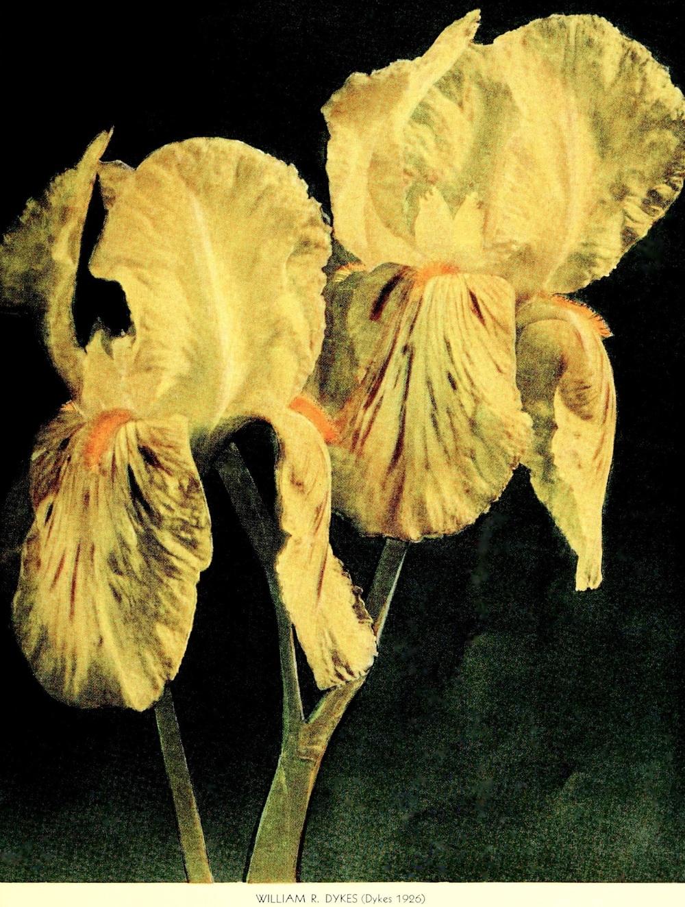Photo of Tall Bearded Iris (Iris 'W. R. Dykes') uploaded by scvirginia