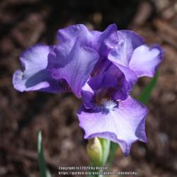 Location: My Garden, Ontario, Canada
Date: 2020-06-04
Perfectly named dwarf iris!