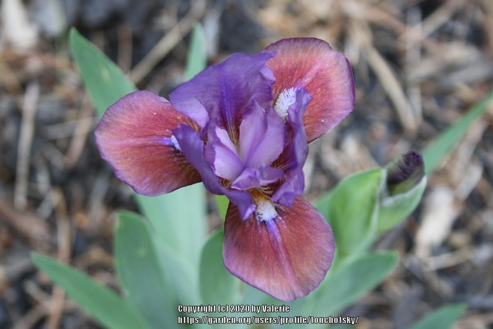 Photo of Standard Dwarf Bearded Iris (Iris 'Flirting Again') uploaded by touchofsky