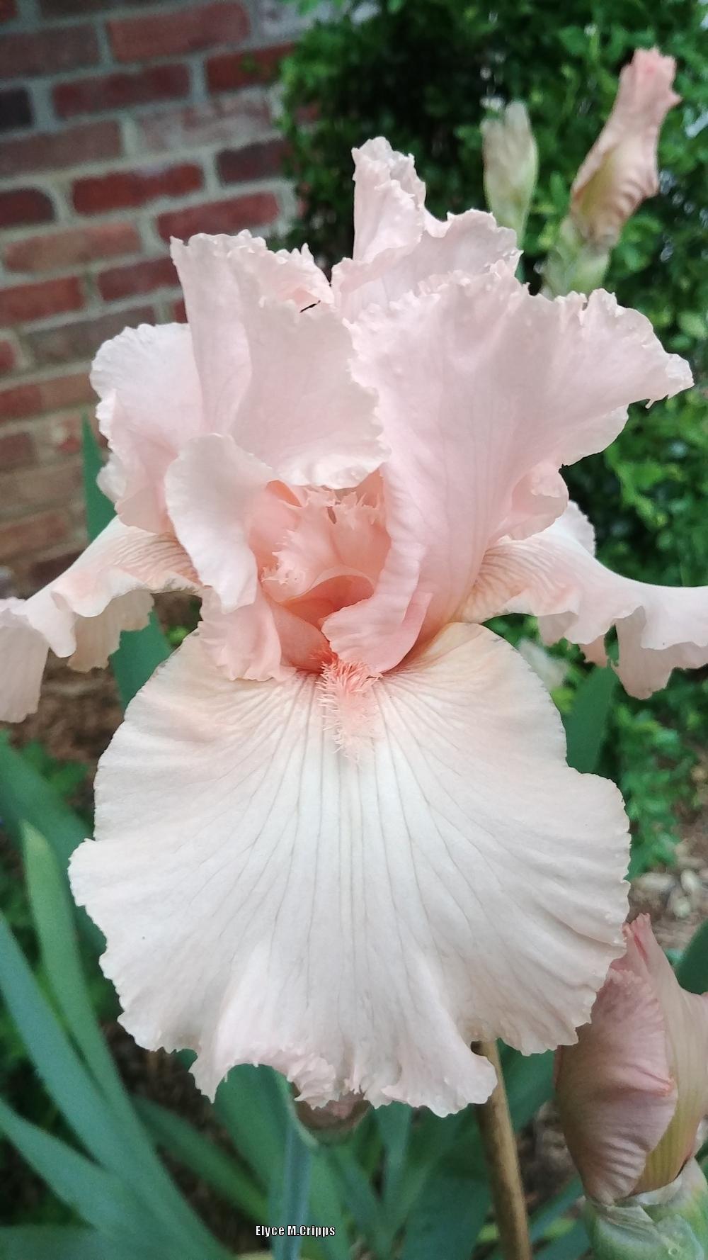 Photo of Tall Bearded Iris (Iris 'Beverly Sills') uploaded by ElyceC