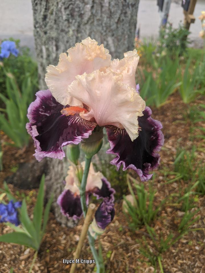 Photo of Tall Bearded Iris (Iris 'Dazzle') uploaded by ElyceC