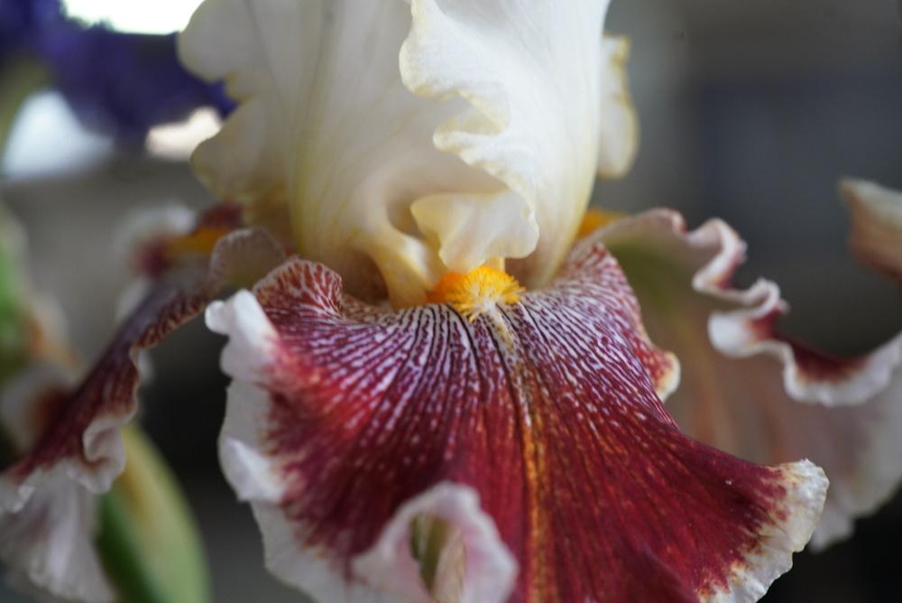 Photo of Tall Bearded Iris (Iris 'Wonders Never Cease') uploaded by Islandview
