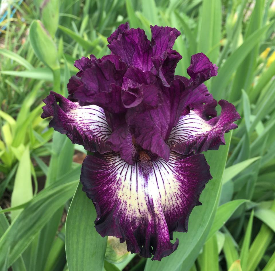 Photo of Tall Bearded Iris (Iris 'First Pick') uploaded by MaryDurtschi