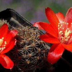 Location: From my collection. Poland.
Date: 2020-05-27
Rebutia brunescens