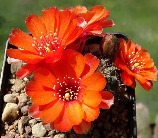 Photo of Pygmy Crown Cactus (Aylostera pygmaea) uploaded by Orsola
