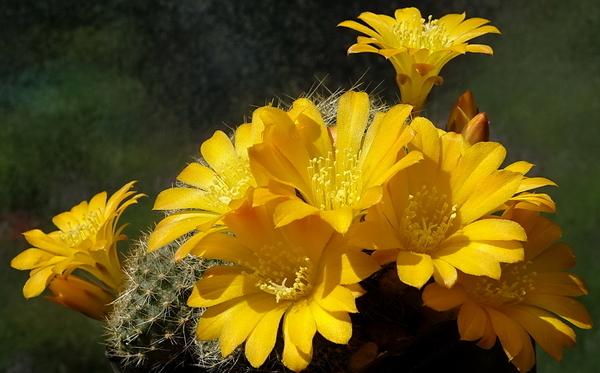 Photo of Marsoner's Crown Cactus (Rebutia marsoneri) uploaded by Orsola