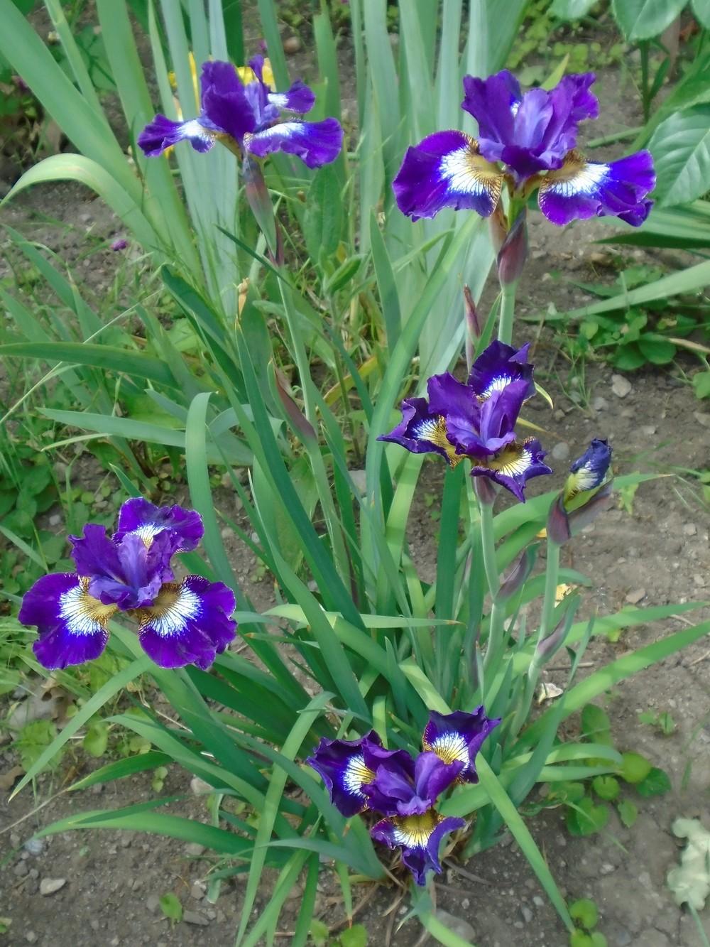 Photo of Siberian Iris (Iris 'Jewelled Crown') uploaded by Paul2032