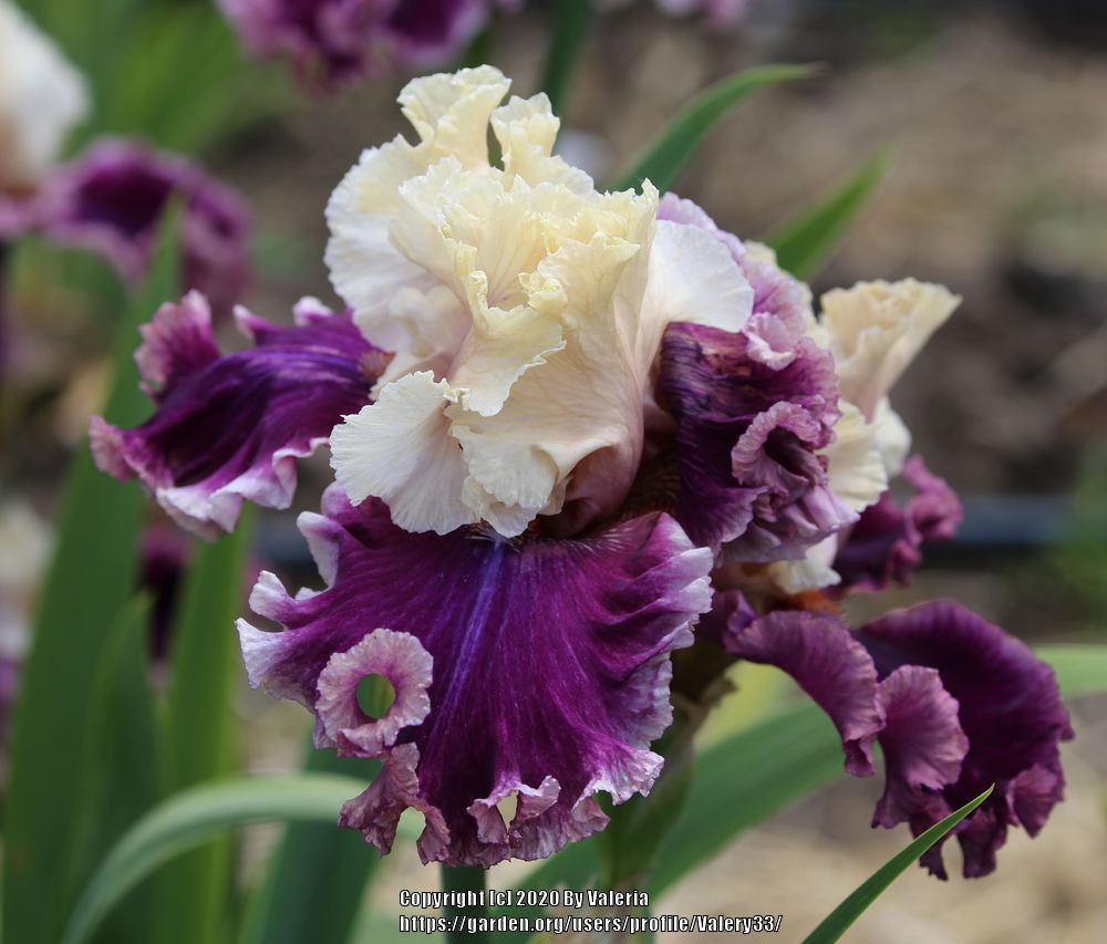 Photo of Tall Bearded Iris (Iris 'Hold My Hand') uploaded by Valery33
