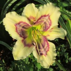 Location: My 6b garden
Date: 2020-06-06
New for 2020, from Northern Lights Daylilies. Gorgeous!