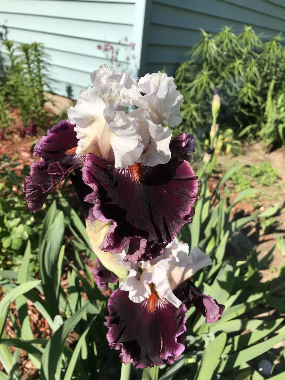 Photo of Tall Bearded Iris (Iris 'Got the Look') uploaded by bramedog