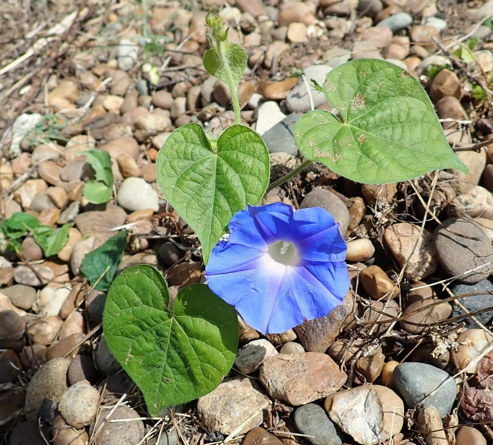 Photo of Oceanblue Morning Glory (Ipomoea indica) uploaded by gardengus