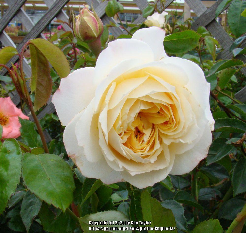 Photo of Rose (Rosa 'Ginger Syllabub') uploaded by kniphofia